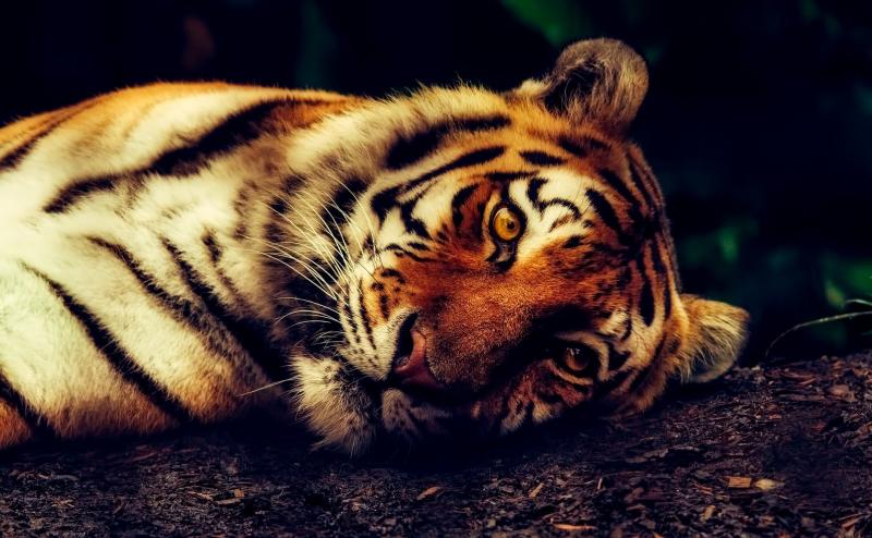 В новосибирском приюте для животных спасли десятки тигров