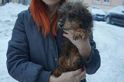 Жаловались на запах: волонтёры рассказали подробности о квартире со 120 собаками в Тольятти