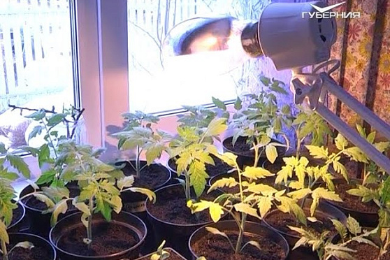 Дачные советы 30.03.2017. Уход за рассадой