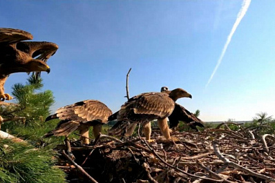 В Самарской области у краснокнижных солнечных орлов появились птенцы