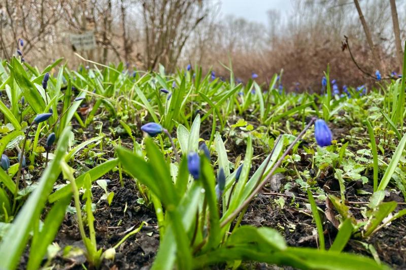 В Поволжье зацвели первые подснежники и крокусы