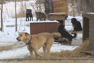 Депутаты губдумы посетили приют для животных в Тольятти 