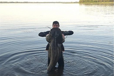 Царский улов: в Волге выловили 70-килограммового сома