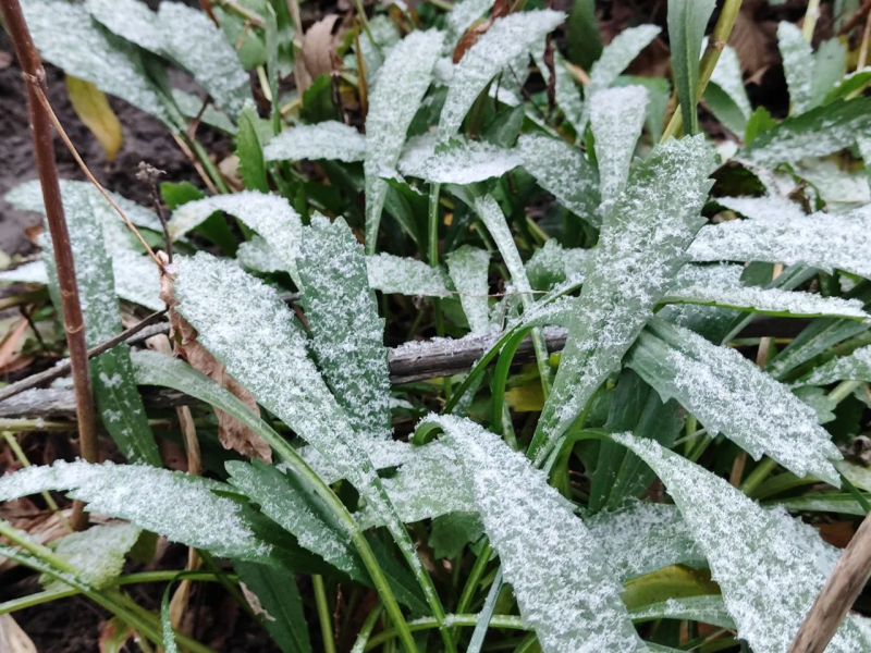 Мокрый снег и ветер: погода в Самарской области 21 апреля