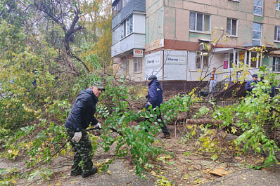 В Самарской области мужчину насмерть придавило деревом из-за сильного ветра