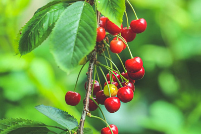 В Самарской области создали первые сорта черешни, адаптированные под климат средней полосы
