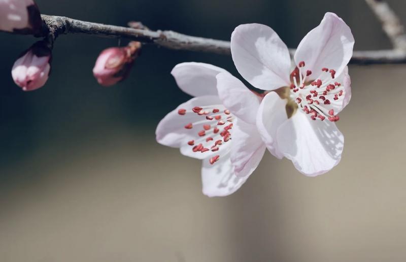 В Самарской области 2 и 3 мая 2022 года ночью ожидаются заморозки до -5 °C