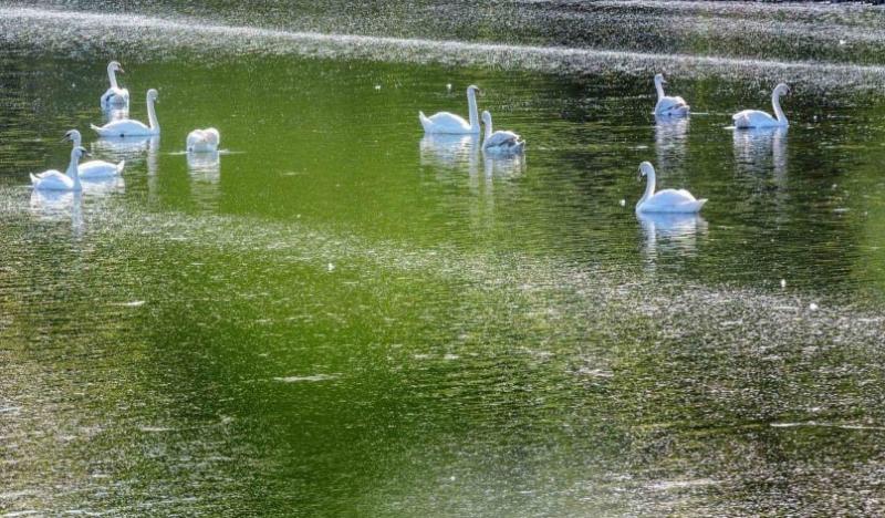 Перелетные птицы не спешат покидать водоемы Поволжья