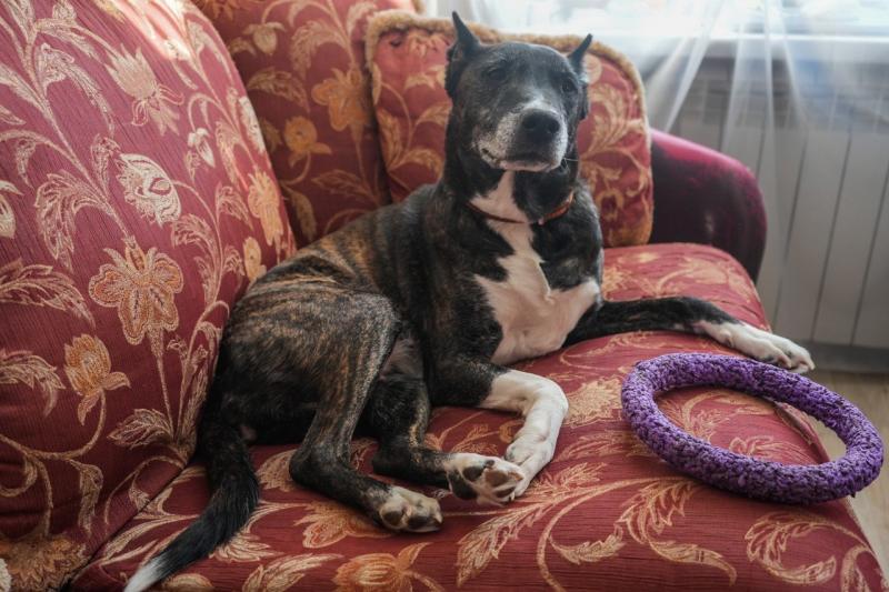 По делам четвероногих: как в Самарской области центр занятости помогает начинающим бизнесменам 