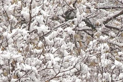 В Самарской области выпал первый снег