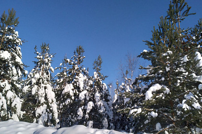 В 2024 году в Самарской области посадят более 900 гектаров леса