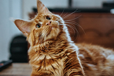 Более 70 % россиян относятся к бездомным животным с сочувствием