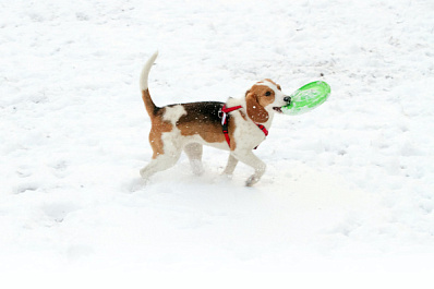 Зимние прогулки могут быть опасны для собачьих лап
