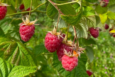 В Тольятти прошел фестиваль "Малина"
