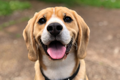 Жизнь по правилам и ориентир на хозяина: кинологи рассказали, в чем собачье счастье