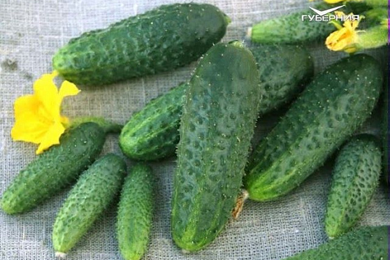 Выращиваем огурцы и обрезаем яблоню. Удачные заметки от 03.04.2018