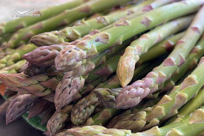 Кладезь витаминов: как в Красноярском районе выращивают спаржу