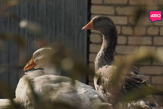 Банкир-птицевод. Агрокурьер