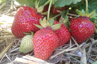 ООО "Садовод" расширяет ассортимент плодовых культур