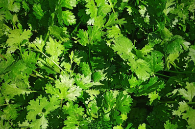 Улучшает зрение и укрепляет кости: рассказываем о полезных свойствах кинзы