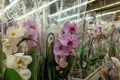 Флорист Александра Аршакуни рассказала, почему не стоит покупать цветы зимой