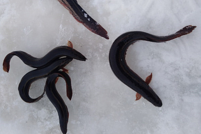 Пищит и извивается: под Сызранью мужчина выловил необычную рыбу