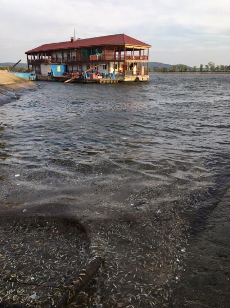 В Самарской области продолжаются массовые выбросы мёртвой рыбы на берег