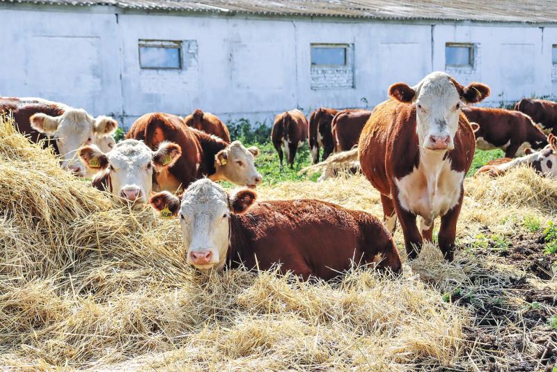 Законы для агропрома: как парламентарии участвуют в развитии отрасли