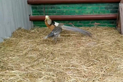 В Самаре лимонный фазан устроил танцы перед самкой