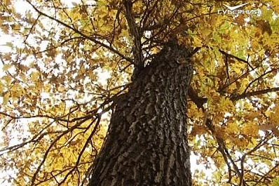 Самарская область присоединилась к всероссийской экологической акции