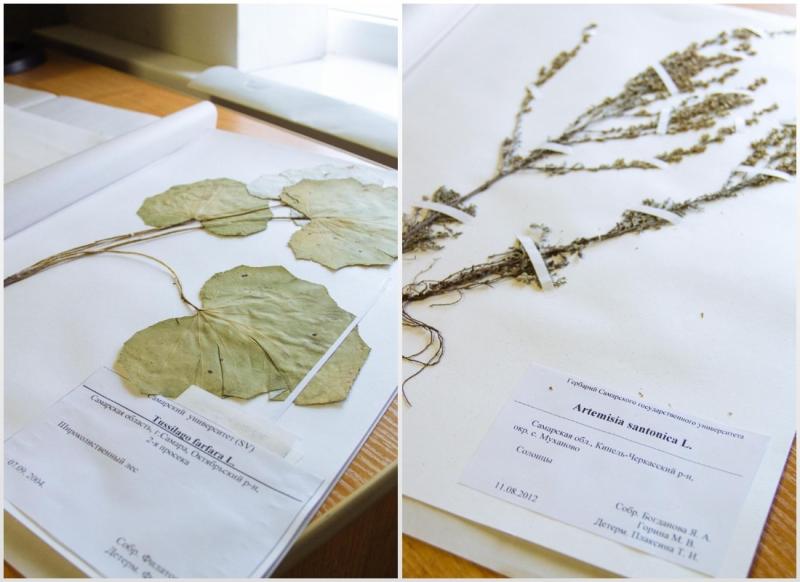 Коллекция флоры Волго-Уральского региона включена в глобальную базу знаний о жизни на Земле