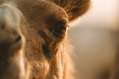 На Алтае у семейства верблюдов появился малыш