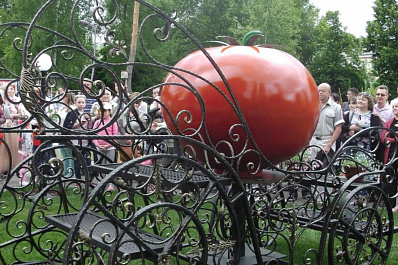 Гигантский помидор появился в Сызрани