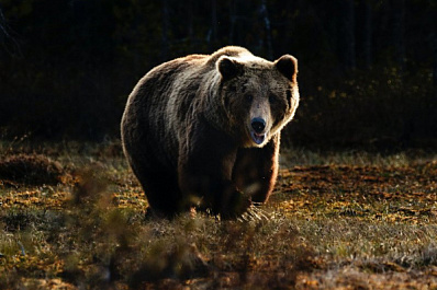 В Сызранском районе дикий медведь забрался на дачный участок и переполошил все село