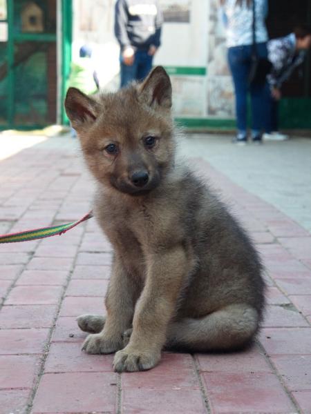 Завтра в Самаре можно будет поиграть с камерунскими козами и волчонком