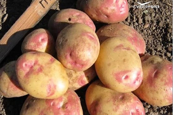 Удачные заметки 11.04.2017. Сорта картофеля. Дачные советы. Подкормка рассады