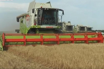 Из-за жары в Самарской области на полмесяца раньше созрела озимая пшеница