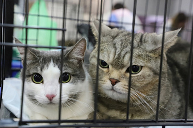 В Самаре открылся фестиваль животных из приюта "Друг человека"