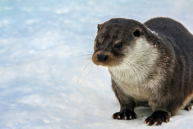 Жители Алтая на льду озера заметили редкое животное из Красной книги 