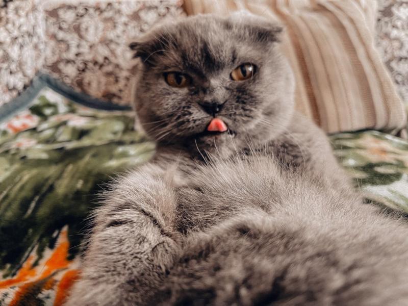Самарский зоопсихолог: кошки действительно откликаются на свое имя