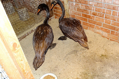 В Самаре не смогли спасти лебедя, перепачкавшегося в нефтепродуктах