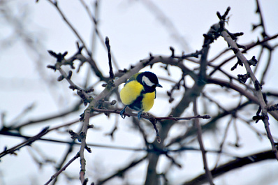12 ноября: праздник банкиров и безопасников