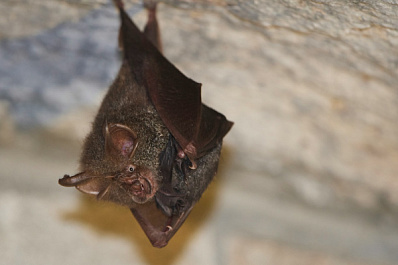 В Жигулевском заповеднике рассказали о жизни летучих мышей