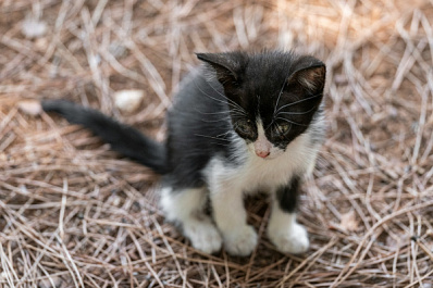 В Самаре спасенный со свалки котенок нашел дом