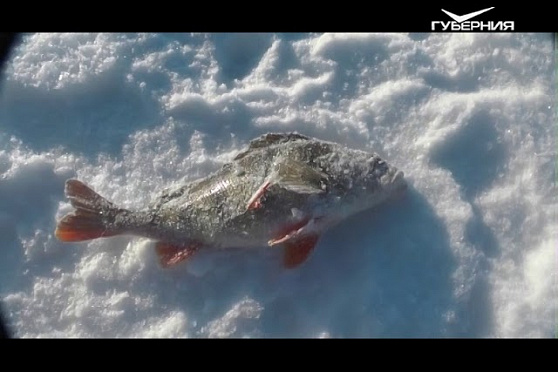 Рыбалка на Сухой Самарке. Рыбацкое счастье от 16.01.2018