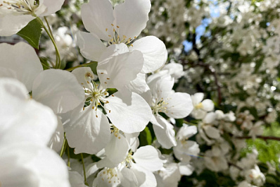 Без осадков и тепло: синоптики рассказали, какая погода ждет жителей Самарской области 31 мая и в начале июня
