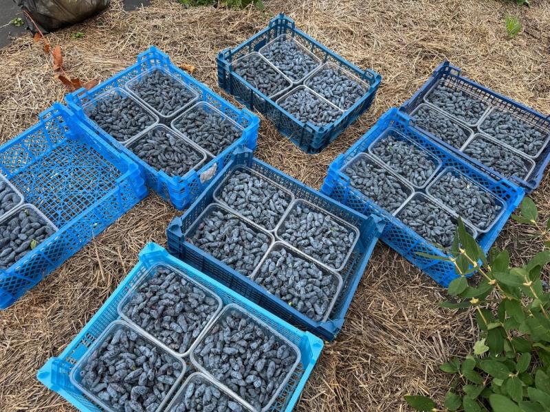 50 га в дело: участник "Школы героев" Раиль Шияпов запускает проект по выращиванию жимолости