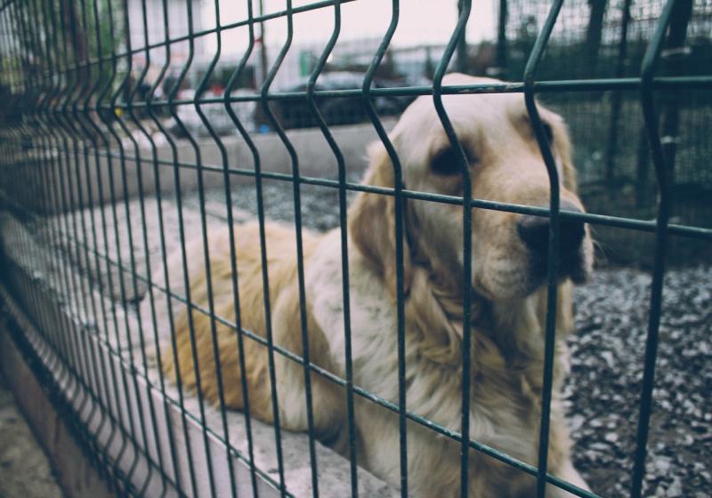 Пойманы и стерилизованы: в Волжском районе отловили собак, которые загрызли человека