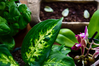 Редчайшая орхидея расцвела в ботаническом саду 