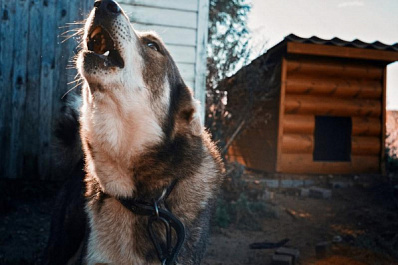 В Госдуме поддержали предложения "Единой России" по защите людей от бродячих собак
